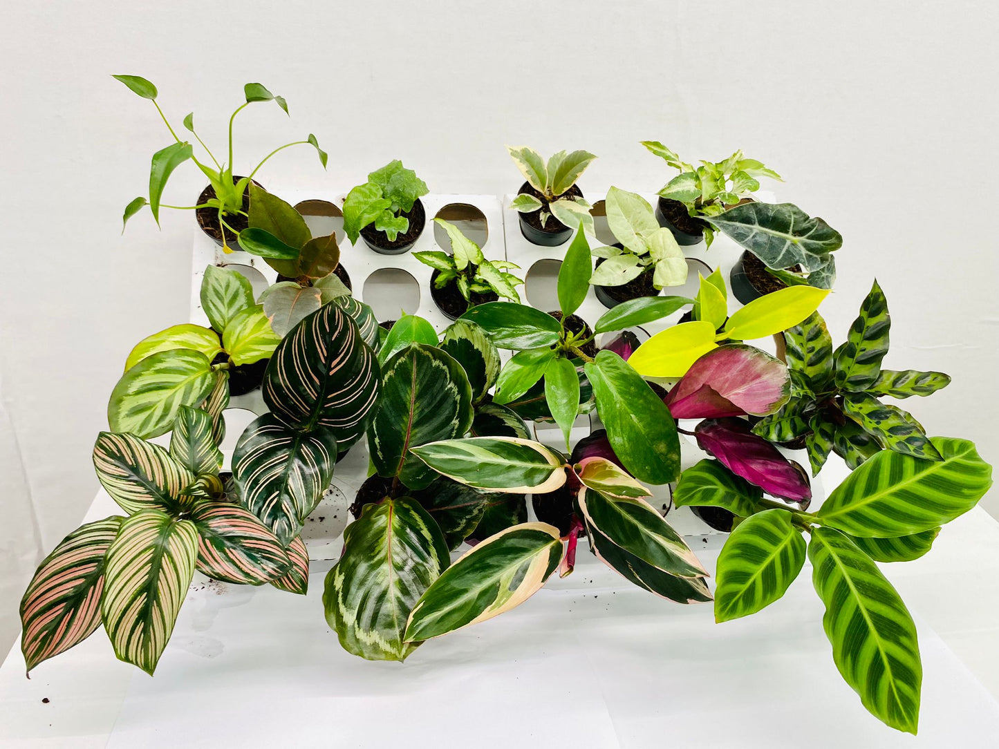 Basic Package - BELEAF 2" Plants