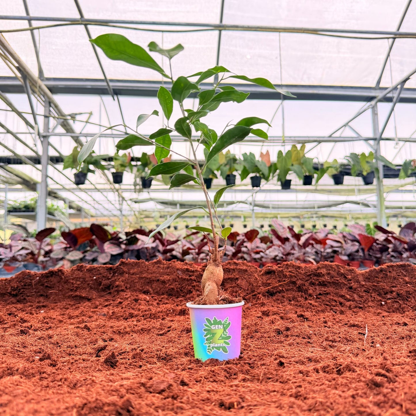 BECOOL Package 2" Plants