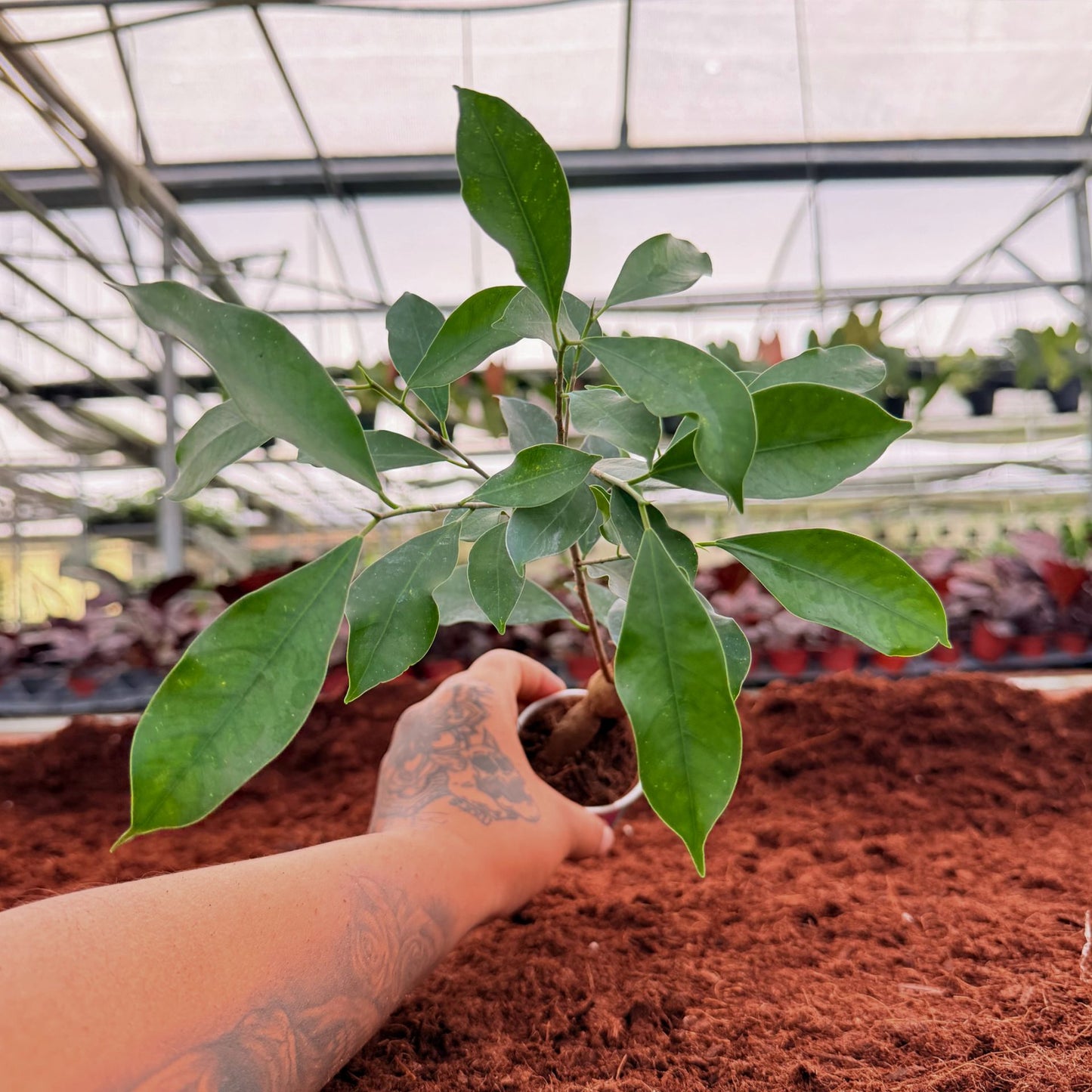 2" Ficus Mini Bonsai