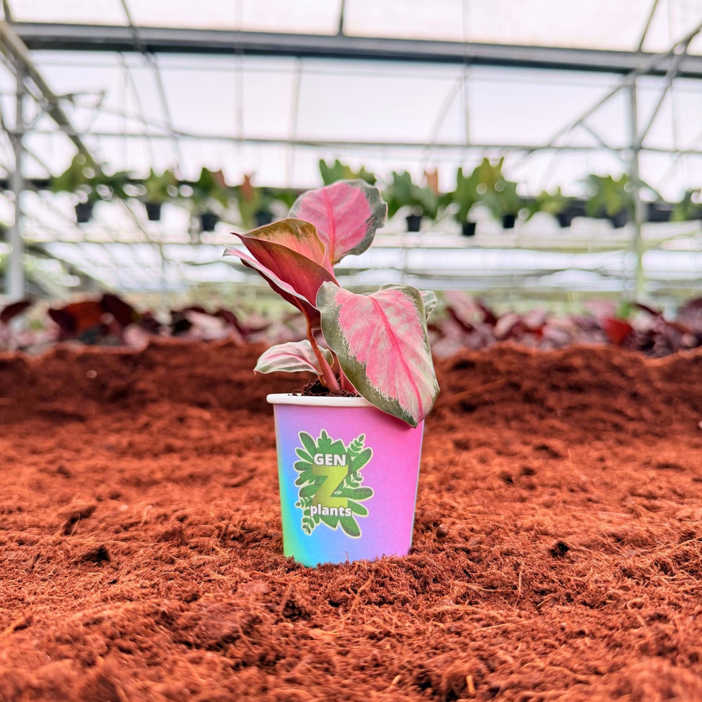 BELEAF Package 2" Plants