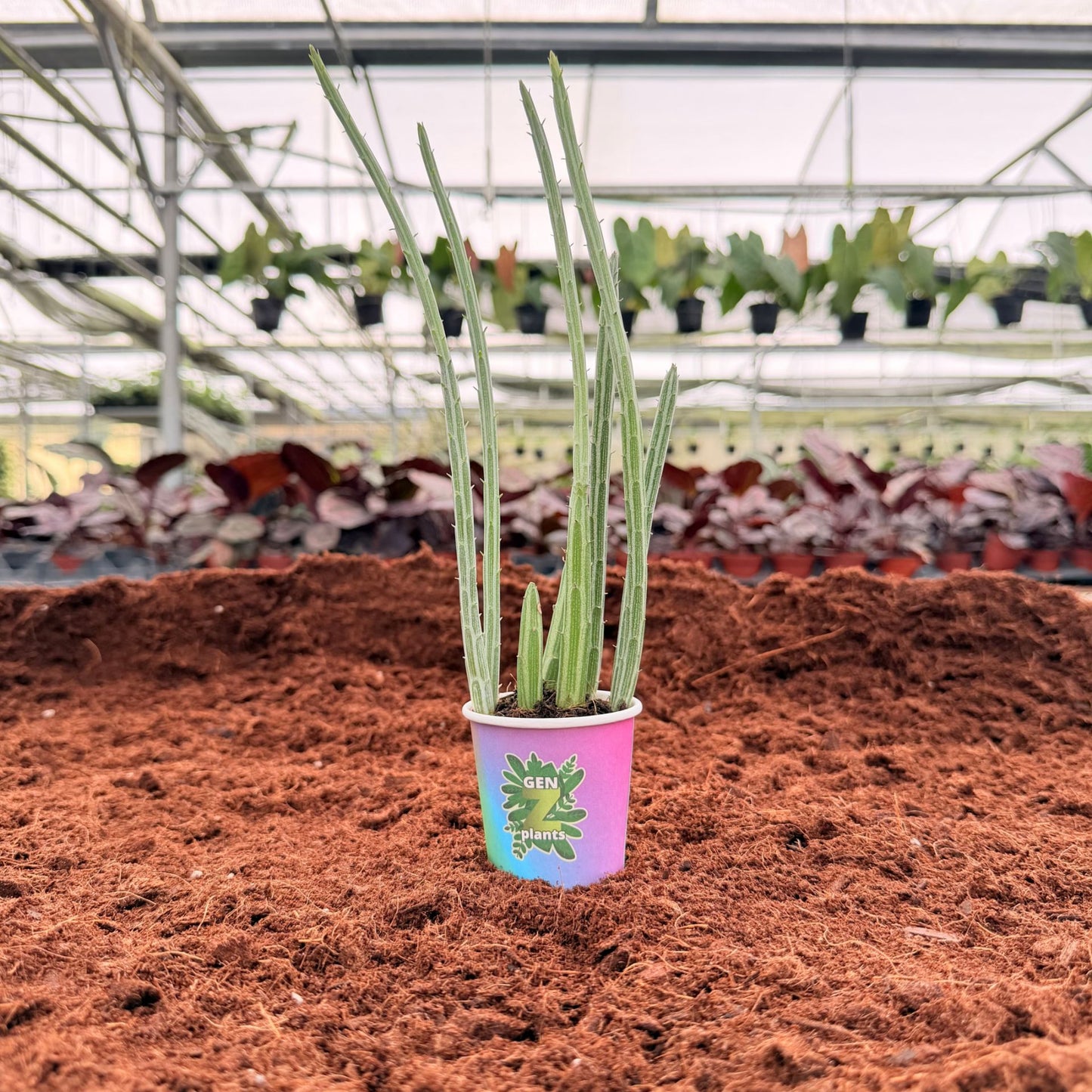 BECOOL Package 2" Plants