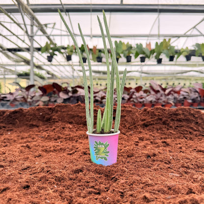 BECOOL Package 2" Plants