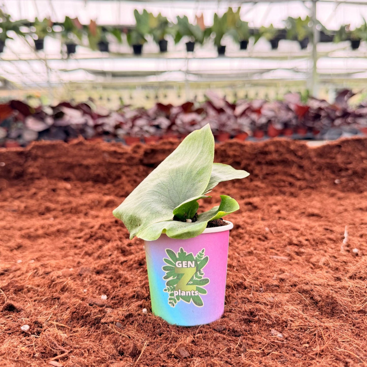 BECOOL Package 2" Plants