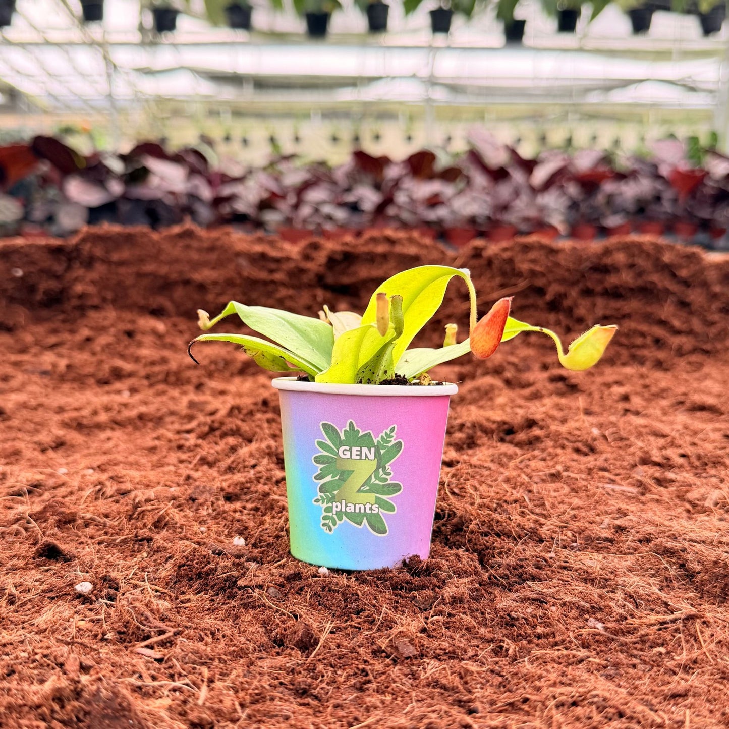 BECOOL Package 2" Plants