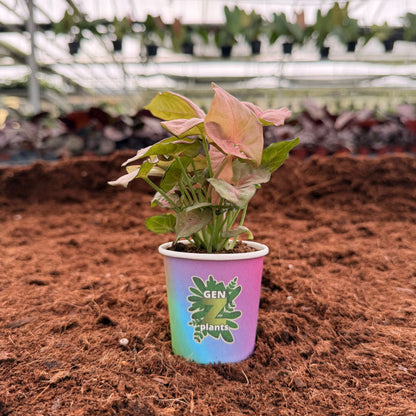 BECOOL Package 2" Plants