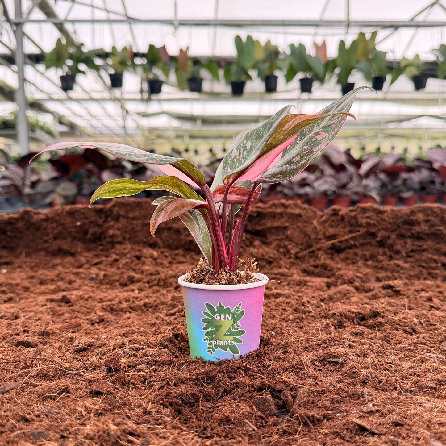 BEBOLD Package 2" Plants