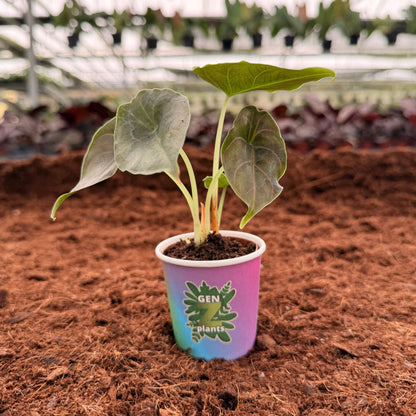 2" Alocasia Red Mambo