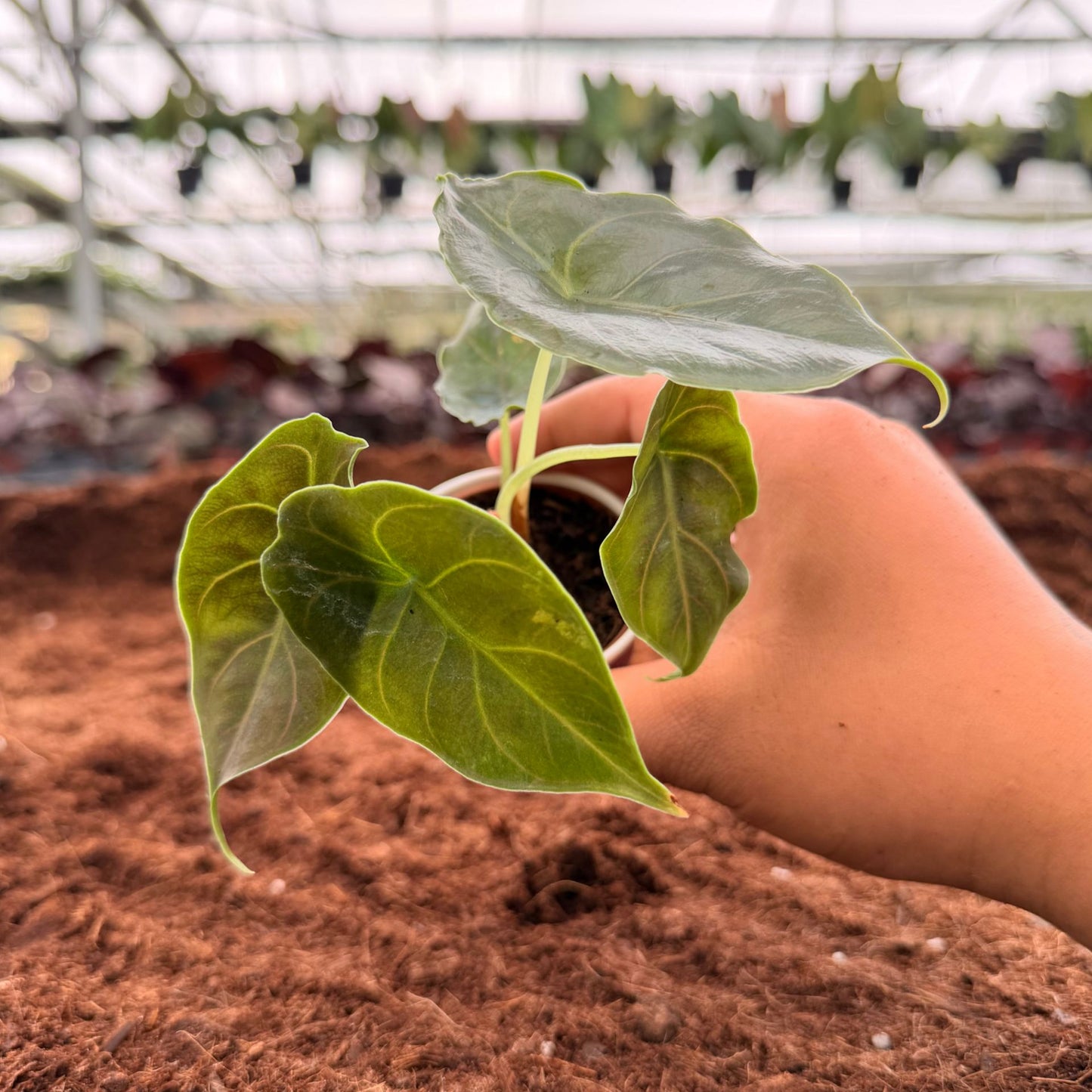 2" Alocasia Red Mambo