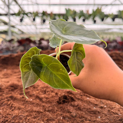 2" Alocasia Red Mambo