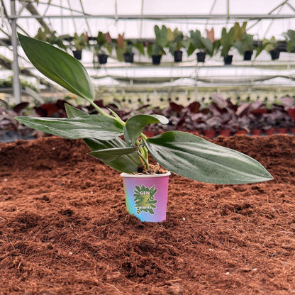 2" Scindapsus Treubii Black Dark Form