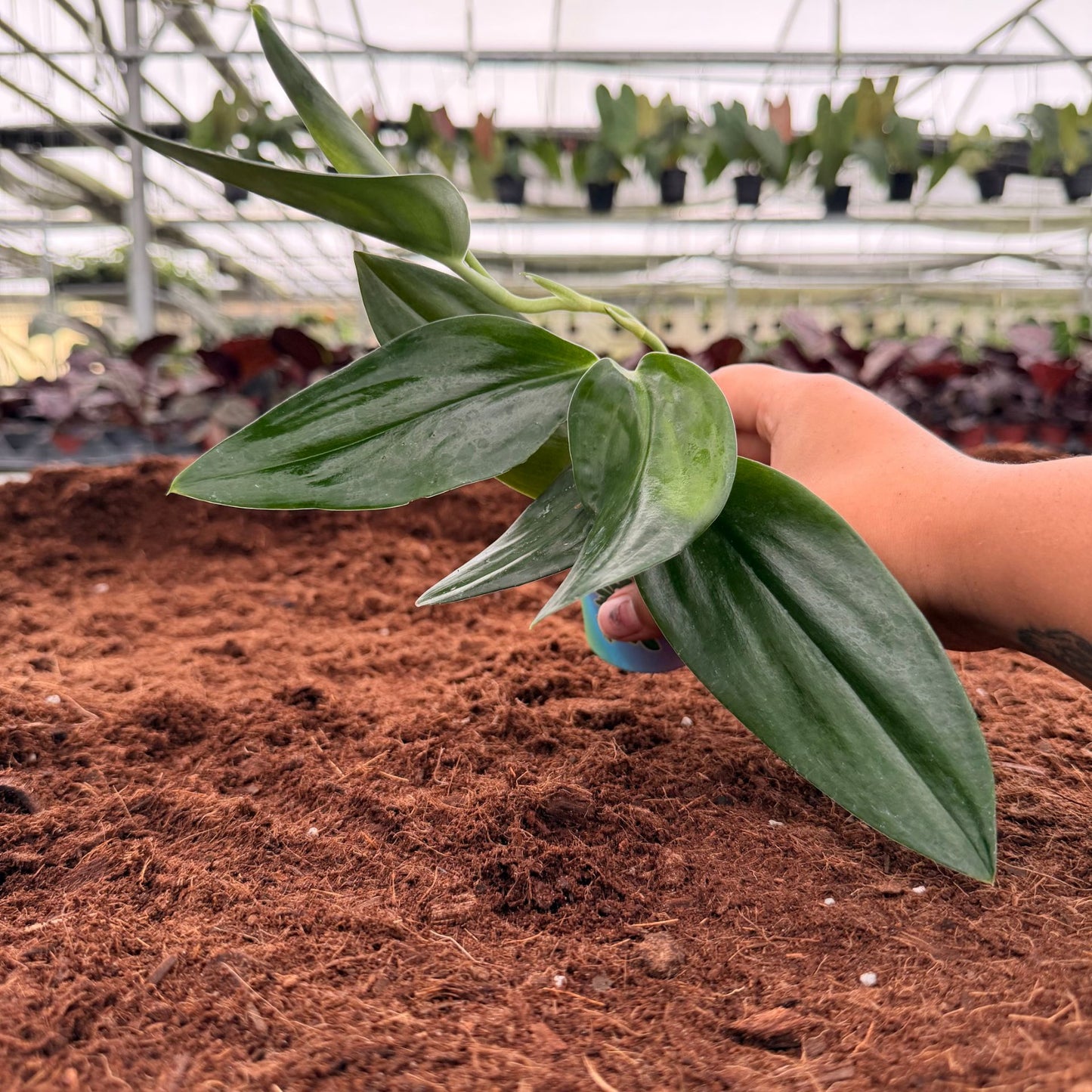 2" Scindapsus Treubii Black Dark Form