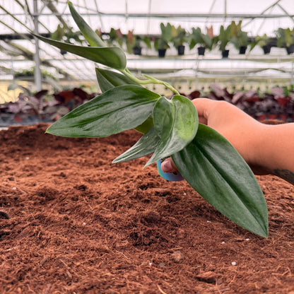 2" Scindapsus Treubii Black Dark Form