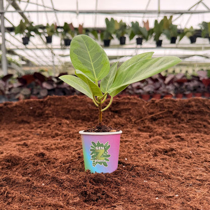 BELEAF Package 2" Plants