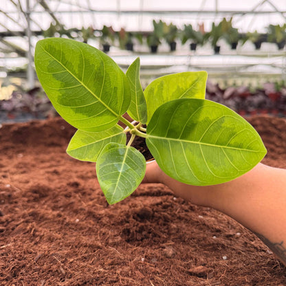 2" Ficus Altissima