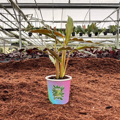 BELEAF Package 2" Plants