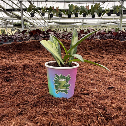 BECOOL Package 2" Plants