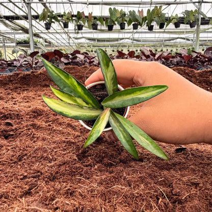 2" Hoya Wayetii Variegated