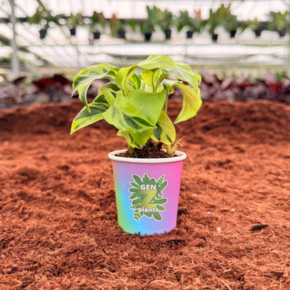 BECOOL Package 2" Plants