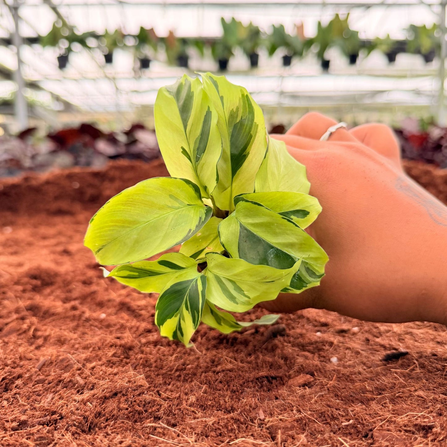 2" Calathea Yellow Allusion