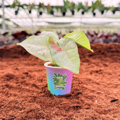 2" Syngonium Confetti