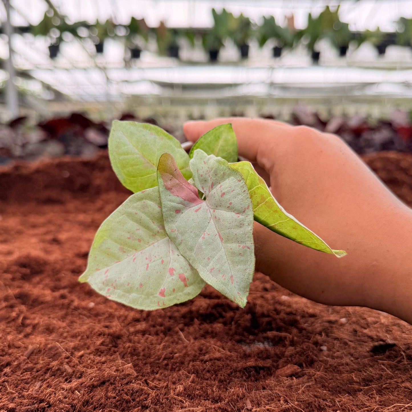 2" Syngonium Confetti