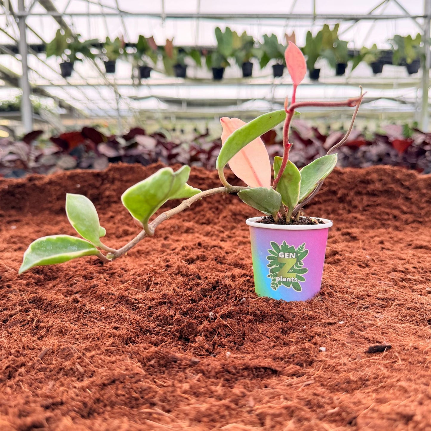 BELEAF Package 2" Plants