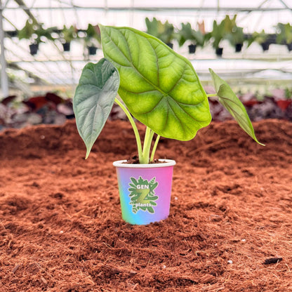 2" Alocasia Dragon Scale