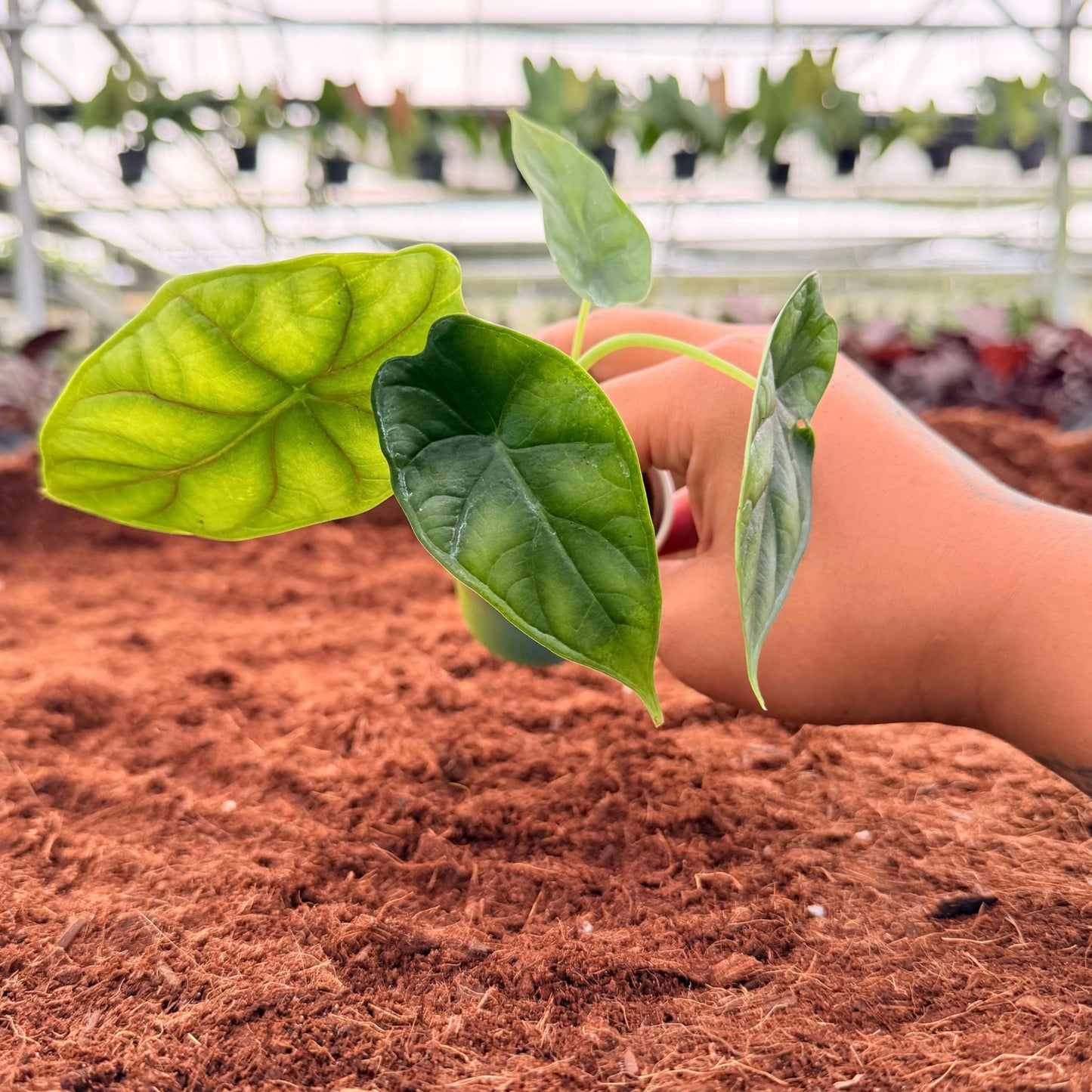 2" Alocasia Dragon Scale