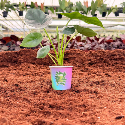 2" Alocasia Mirror Face