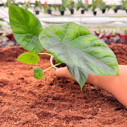2" Alocasia Mirror Face