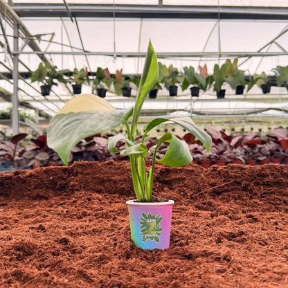 BEBOLD Package 2" Plants