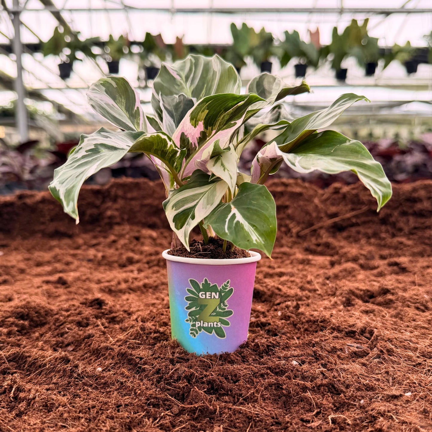 BECOOL Package 2" Plants