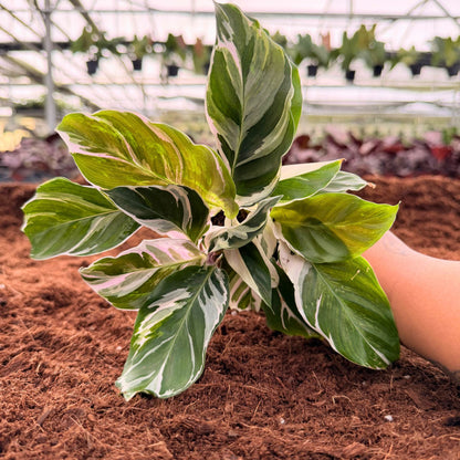 2" Calathea Fusion White  (US PP26187)