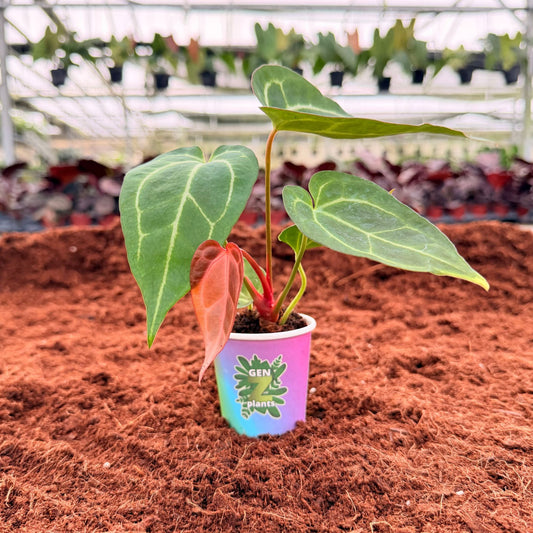 2" Anthurium Crystallinum