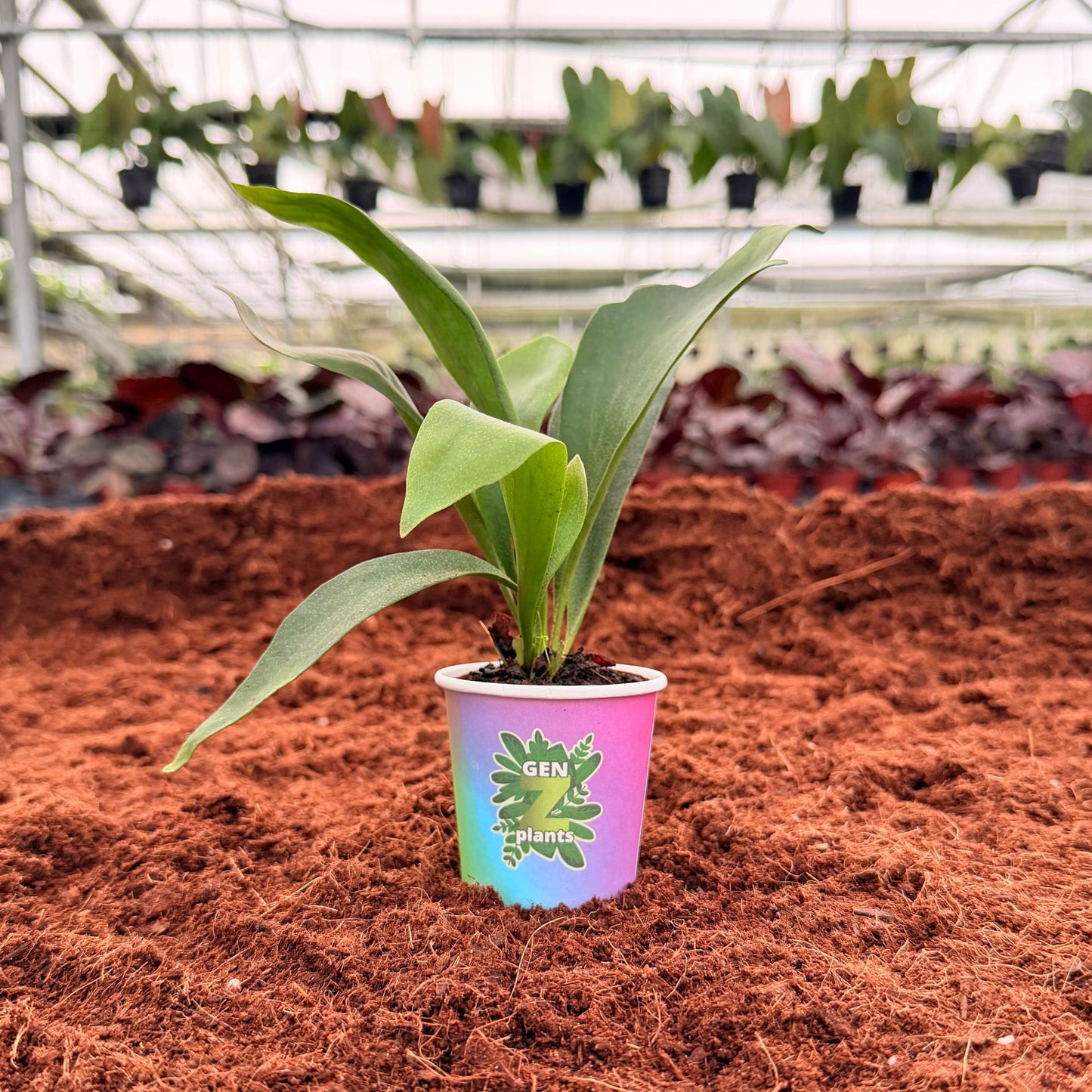 BECOOL Package 2" Plants