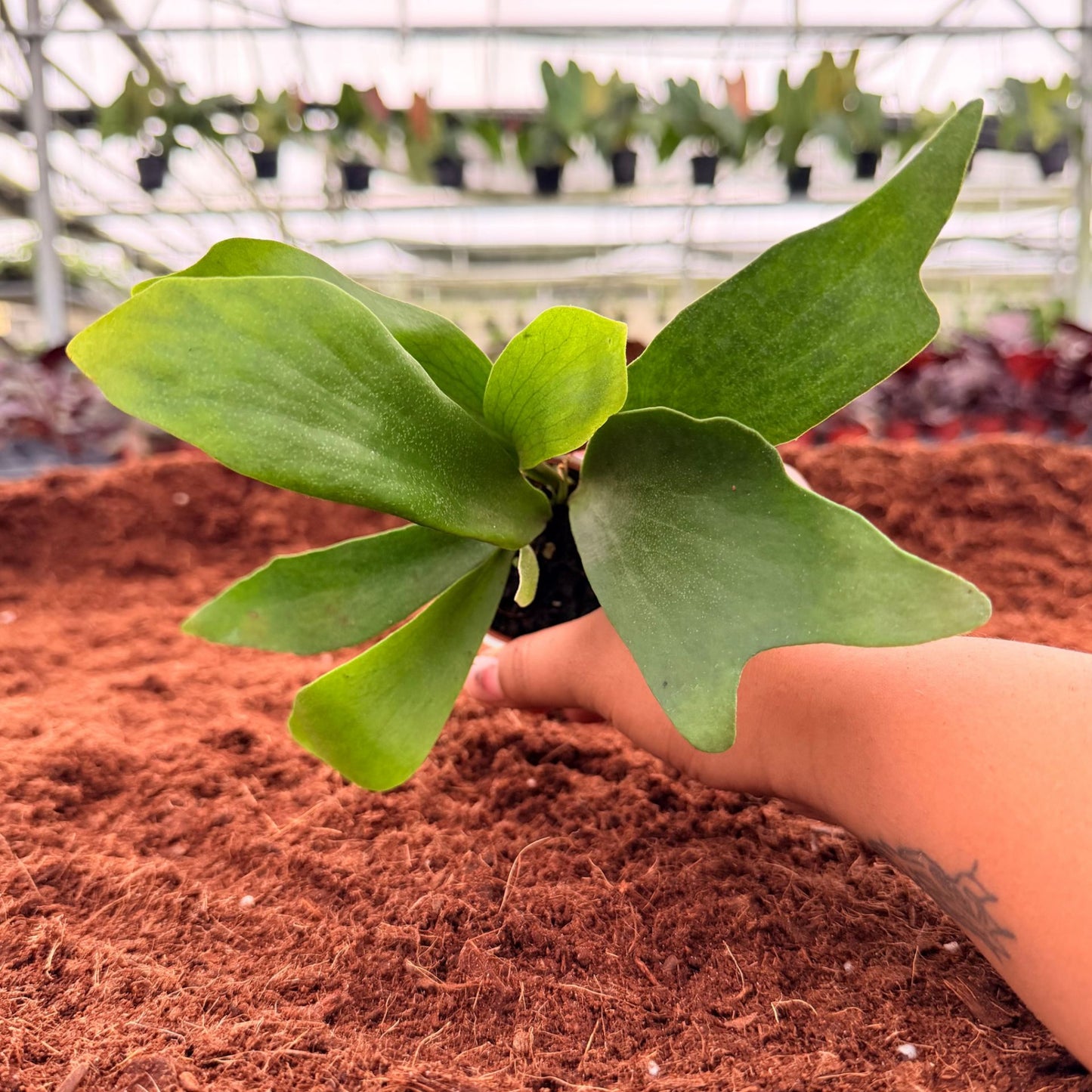 2" Platycerium Bifurcatum