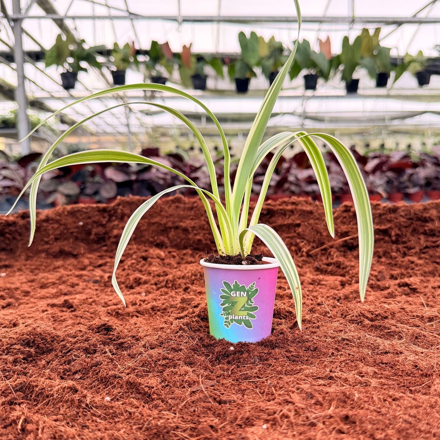 BELEAF Package 2" Plants