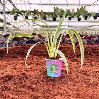 BELEAF Package 2" Plants