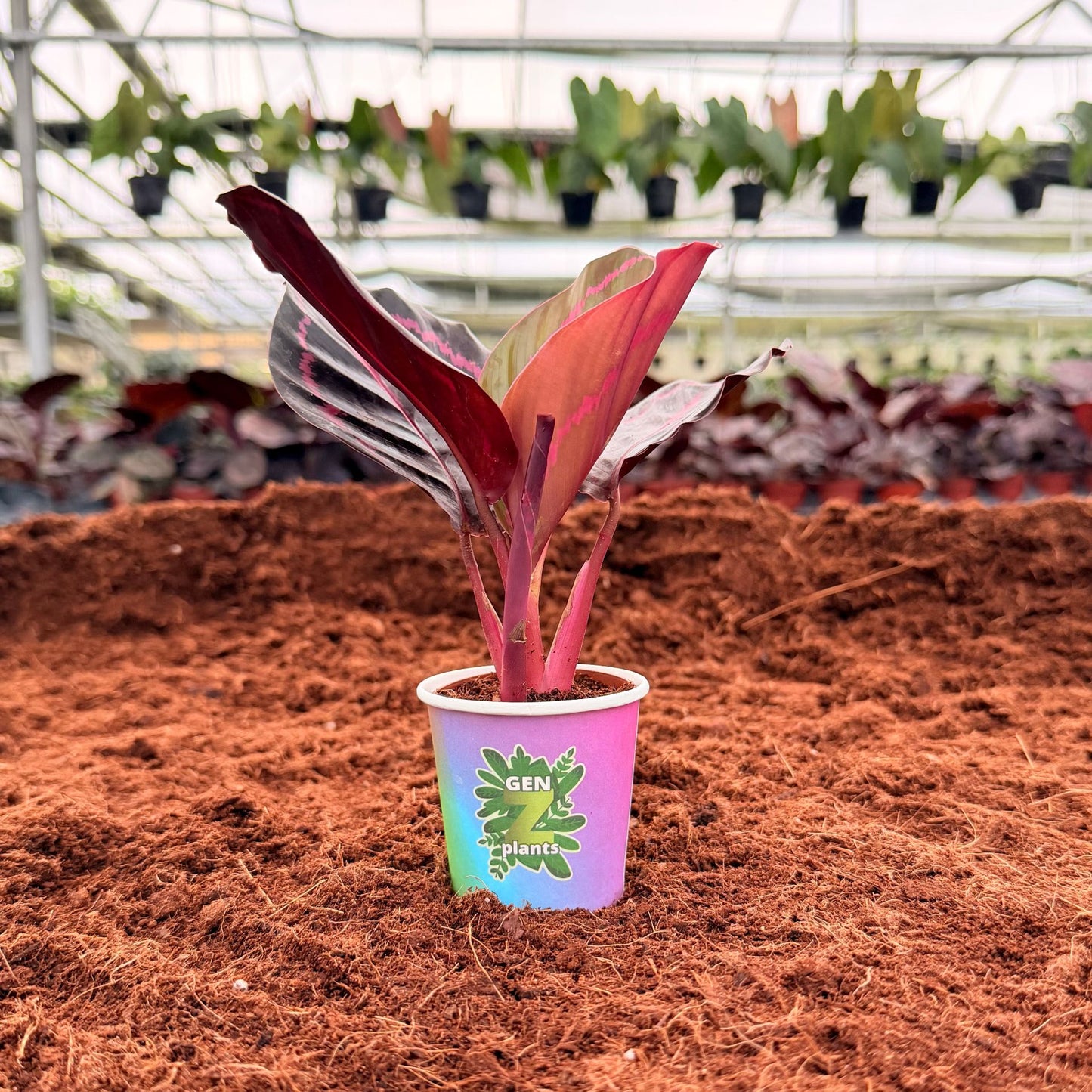 BELEAF Package 2" Plants