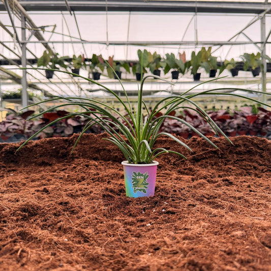 2" Agave Geminiflora