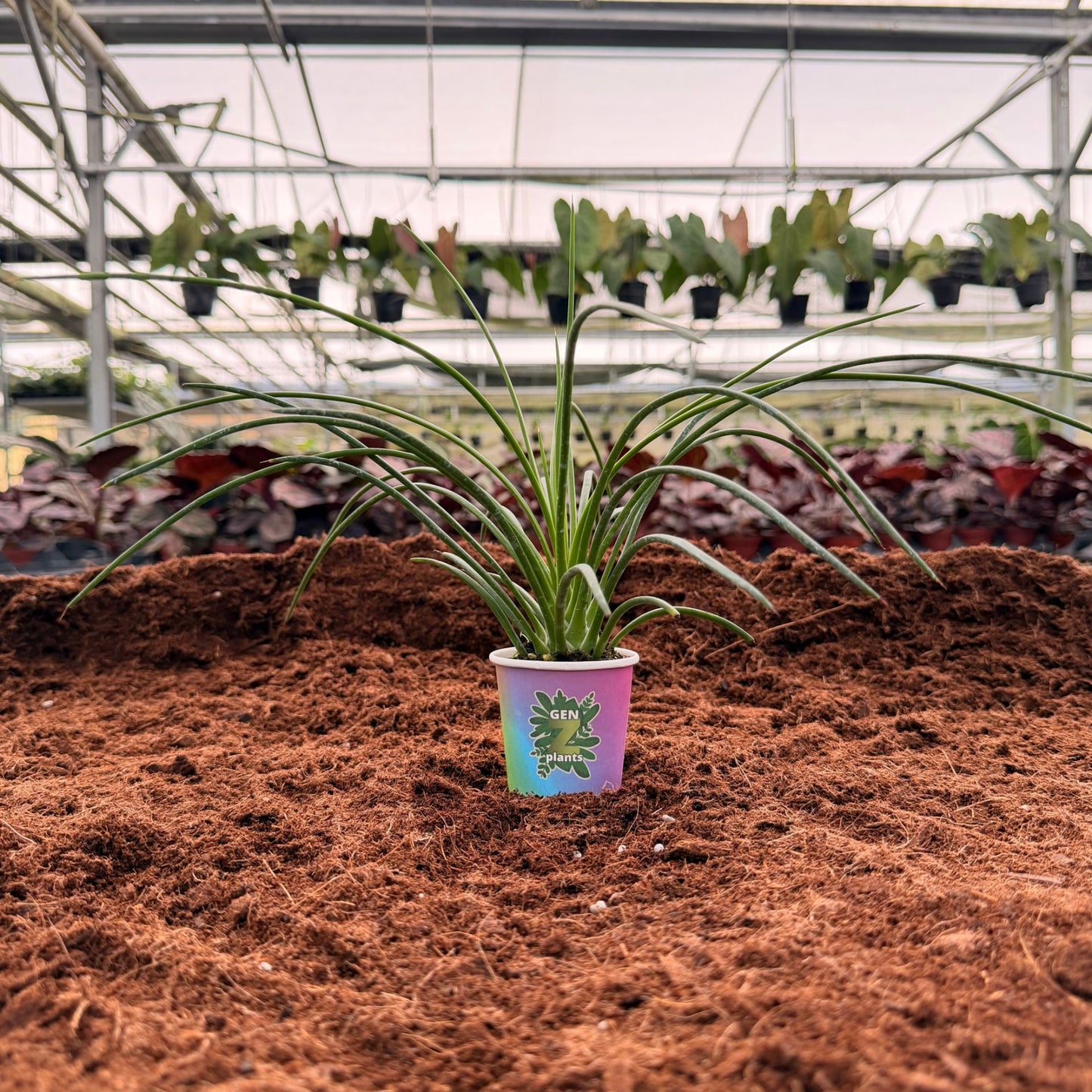 BECOOL Package 2" Plants