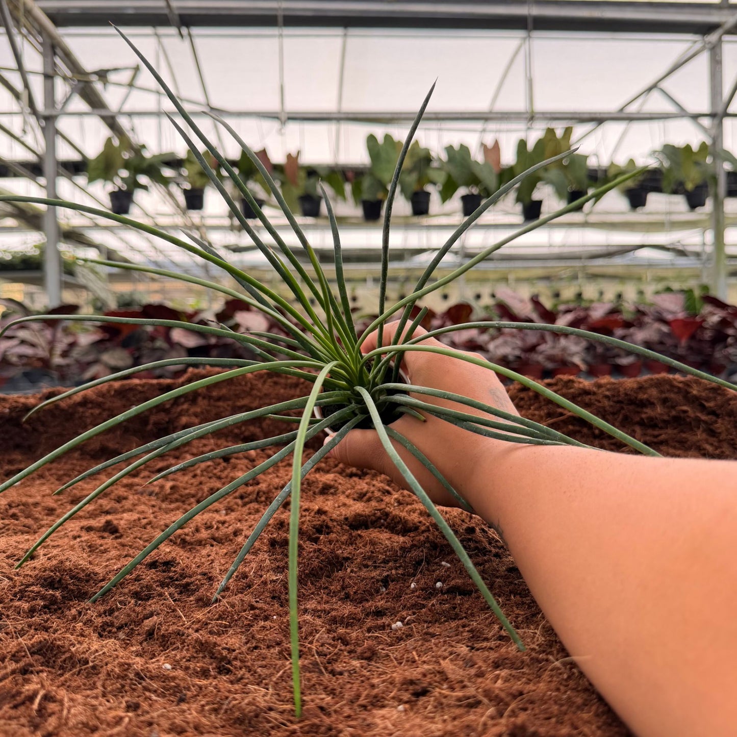 2" Agave Geminiflora