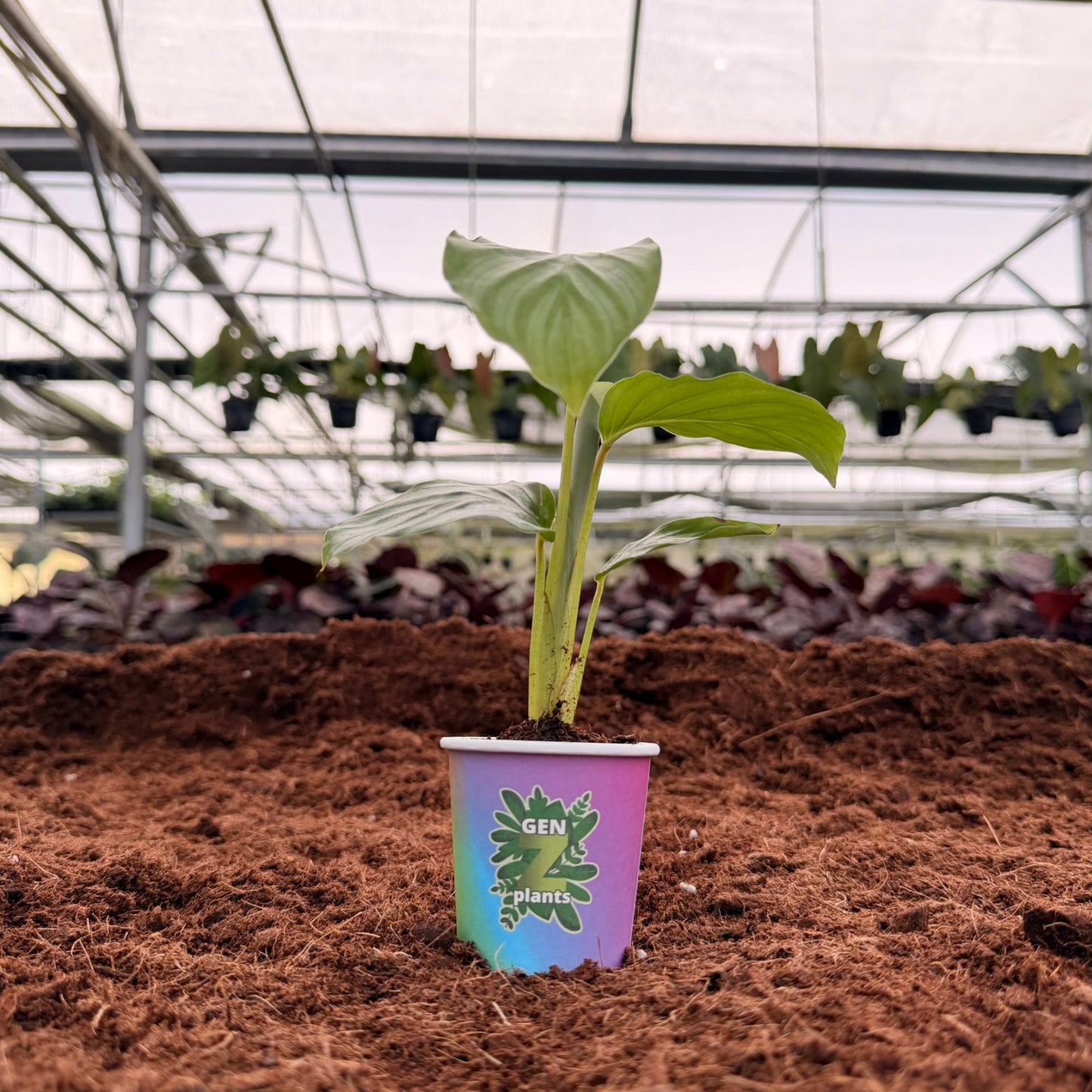 BELEAF Package 2" Plants