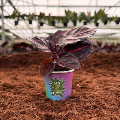 BELEAF Package 2" Plants