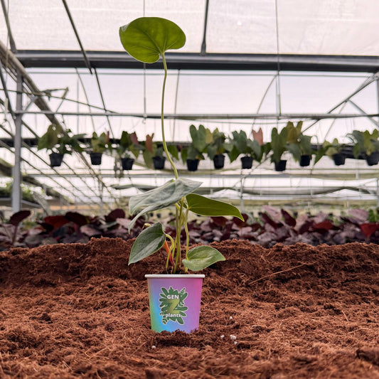 2" Anthurium Decipiens