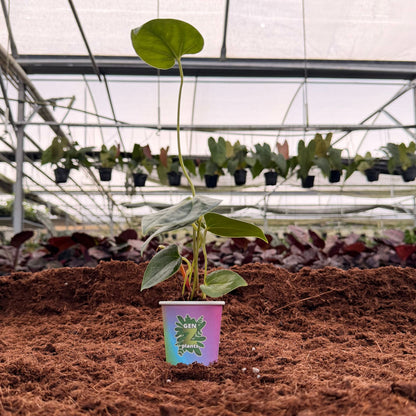 BEBOLD Package 2" Plants