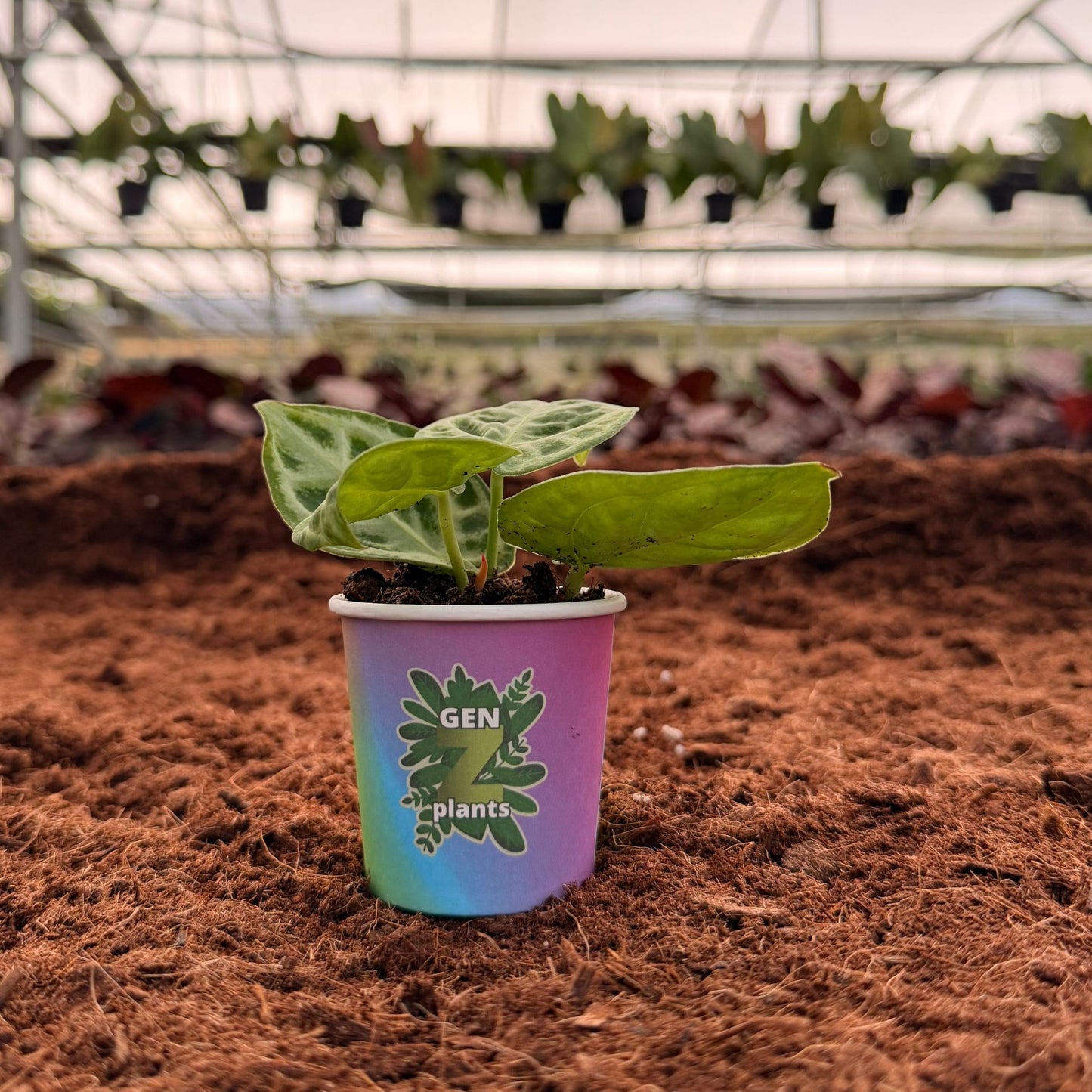 2" Anthurium Dorayaki