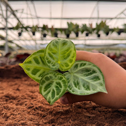 2" Anthurium Dorayaki