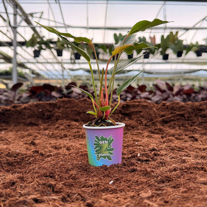 2" Anthurium Pink Gem