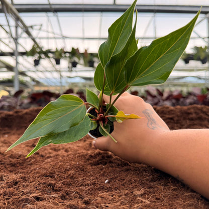 2" Anthurium Pink Gem